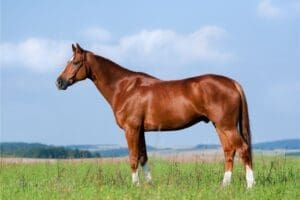 How to Sell Your Horse Online (Free Listing Included)